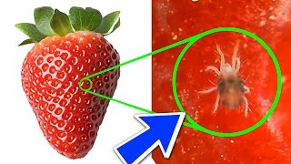 YOU WILL NEVER EAT STRAWBERRIES AGAIN AFTER WATCHING THIS !! - EXPERIMENT AT HOME YOU WILL NEVER EAT STRAWBERRIES AGAIN AFTER WATCHING THIS !! - EXPERIMENT AT HOME