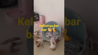 My Bar Bar