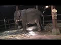 Elephant Birth - The Dramatic Struggle for Life