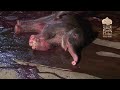 Elephant Birth in Bali (graphic)