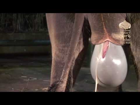 Elephant Birth in Bali (graphic)