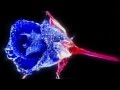 Amorf Ördögök - Kék rózsa
