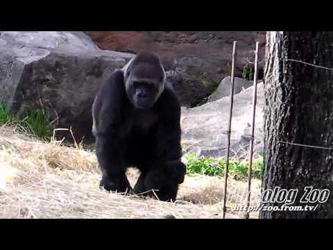 ＃2　Baby Gorilla @ Ueno Zoo 上野動物園のゴリラの赤ちゃん：コモモ