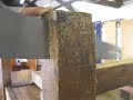 woodworm