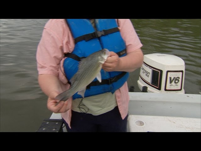 Watch Fishing Notebook, or fishing the Grand River in Spring on YouTube.