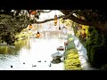 Beautiful Relaxing Music, Vol. 1 - Light Piano, Guitar & Flute Music with Birds Singing