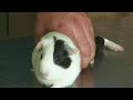 Exotics care: Spotting a disease Exotics care: Spotting a disease