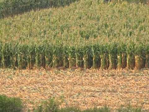 Sečení kukuřice - černá zvěř