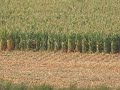 Sečení kukuřice - černá zvěř