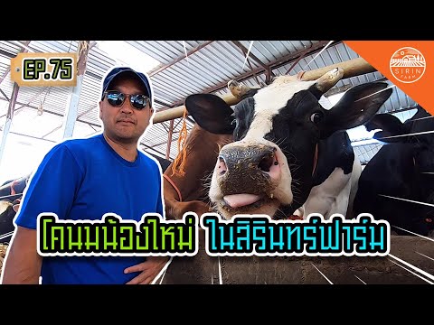 โคนมน้องใหม่ในสิรินทร์ฟาร์ม - สิรินทร์ฟาร์ม EP.75