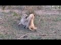 Lion Cubs Play & Fight - CUTE!