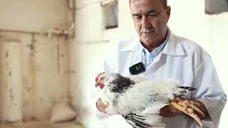 İlk Dəfə Azərbaycana Məxsus Lider-55 Adlı Ev Quşu Cinsiyeni Yaradılmış Ətlik Toyuqlar