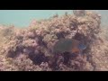 Pentax Optio W80 Underwater Test Footage - Waikiki Beach Honolulu Hawaii