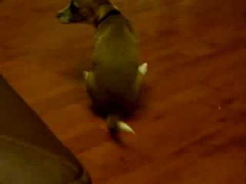 dog scooting butt on carpet