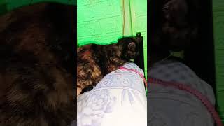 My Cat Bibi Pakul She Behave And Loving