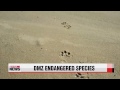 Several endangered species found in Korea′s DMZ   동해 DMZ 첫 조사...해양생태계의 ′보고′