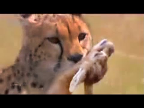 African animals - watch cheetahs hunt for food - BBC wildlife