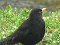 Garden birds,blackbird song