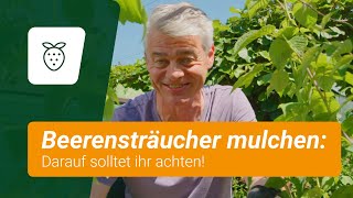 Beerensträucher Mulchen So Funktionierts