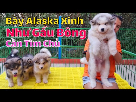 Bầy Alaska Xám Trắng Siêu Đẹp Gần 2 Tháng Tuổi Cần Tìm Chủ 😍 | Trại Chó Xuân Giàu| ☎️ 0937.0937.32