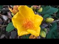 Silk-Cotton tree | Buttercup tree | Cochlospermum religiosum | Beautiful flowers