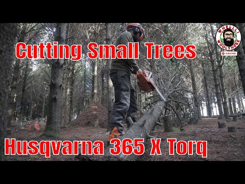 Husqvarna 365 X Torq - Cutting Small Trees