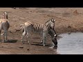 Namibia Erleben Teil 13 Pirschfahrt In Der Etosha Pfanne images Namibia Erleben Teil 13 Pirschfahrt In Der Etosha Pfanne