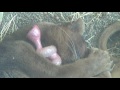 Cute Sleeping Fossa