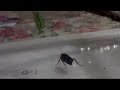 Praying Mantis devours a large Cockroach