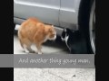 Mother cat sorts Son out!