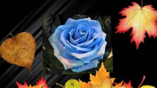 Watch Jimmy Nail Blue Roses video