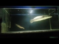 Kasih makan ikan toman di aquarium Kasih makan ikan toman di aquarium