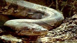 TERROR IN THE JUNGLE | Full Length Adventure Movie | English | HD | 720p