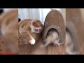 Funny Cats Compilation || CUTE