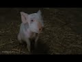 Charlotte S Web 5 10 Charlotte S Web 2006 Hd