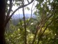 image Manado Mesum Di Kebun Cengkih Saat Panen