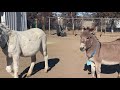 Mini donkey sees other donkeys for the first time in 10 years.