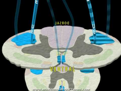 Neuroanatomy - The Corticospinal Tract in 3D - YouTube