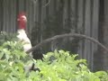 Birds Of A Feather New Reality Video Series Part 3.mp4