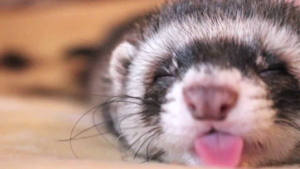 Heartwarming Sleepy Baby Ferret YouTube