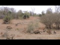 Hyenas and Lions Battle for Buffalo - Londolozi TV