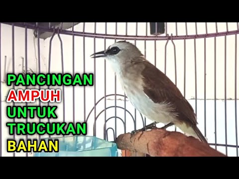 Pancingan trucukan BAHAN dan malas bunyo agar bunyi gacor