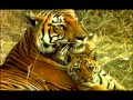The Truth about Tigers - Part 3 - a film by Shekar Dattatri
