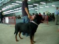 Rottweiler Vs Doberman Cdo Fiesta Dog Show Aug 27 2011 images Rottweiler Vs Doberman Cdo Fiesta Dog Show Aug 27 2011