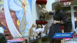 Малые города России: Город кошек в подземелье Эрмитажа