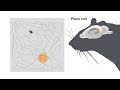 Explaining the Brain’s Inner Map-Maker