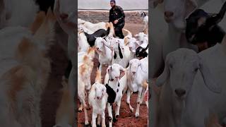 Bakra Mandi 2024