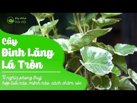 Cây Đinh Lăng Lá Tròn: Ý nghĩa phong thuỷ, hợp tuổi nào, mệnh nào, cách chăm sóc