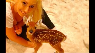 Dixie my Baby Deer