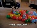 Dog on Skateboard + More- "Sold" by Valley Lodge